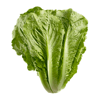 Romaine Lettuce 1ct