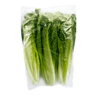 Romaine 3 - Head