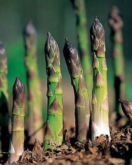 Fresh Asparagus 1lb