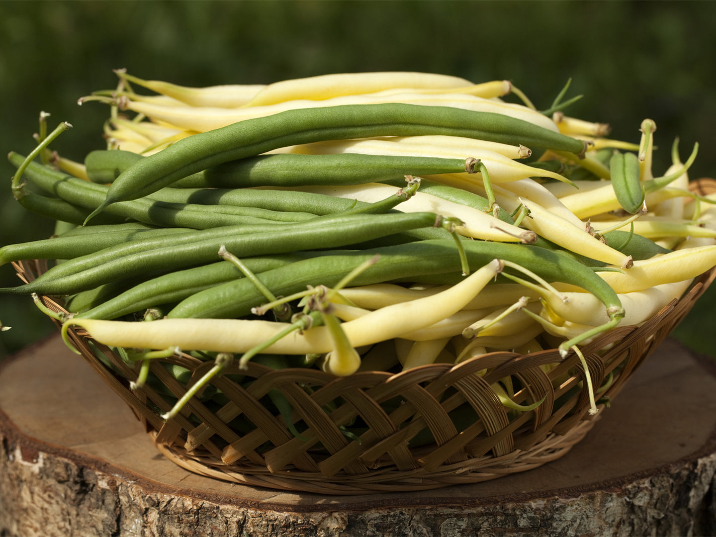 Green Local Grown Beans bag