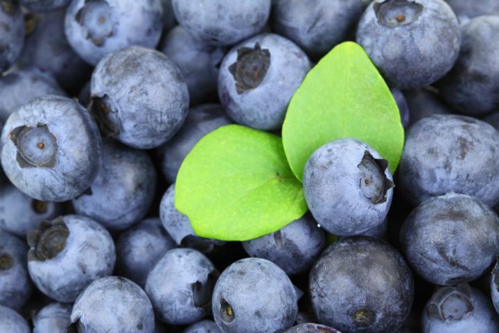 South Alder Blueberries 510g