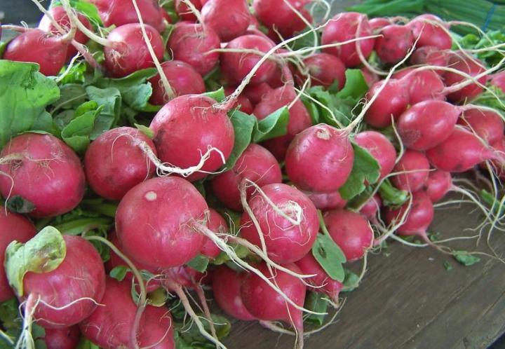 Radishes , bunch