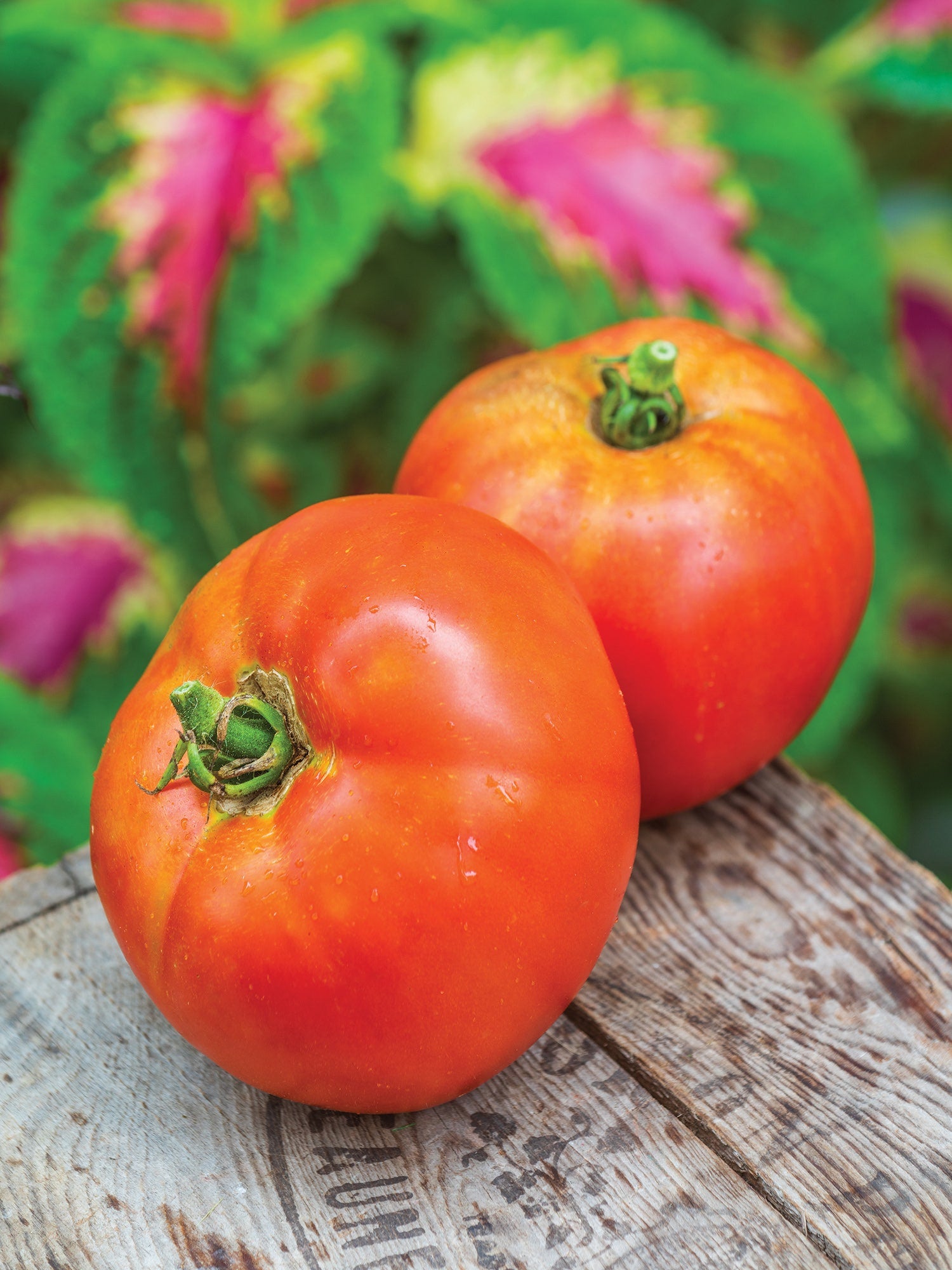 Individual Large Tomato